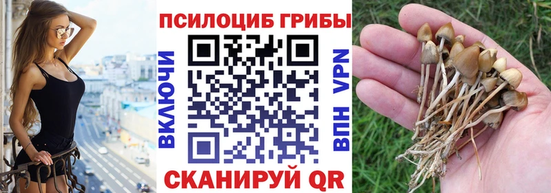 Галлюциногенные грибы Psilocybine cubensis Омск